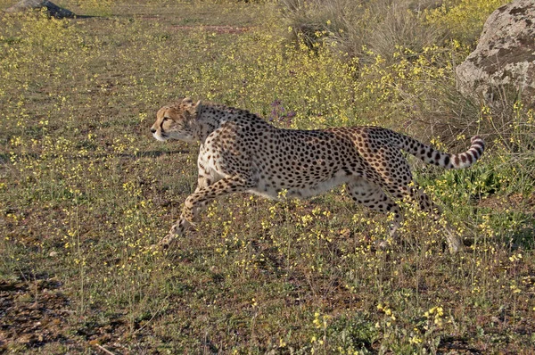 Afrikansk Fläckig Gepard Rovdjur Stor Katt — Stockfoto