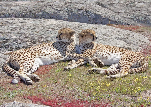 Afrikansk Fläckig Gepard Rovdjur Stor Katt — Stockfoto