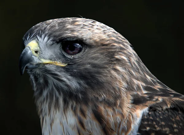 Vue Panoramique Bel Oiseau Nature — Photo