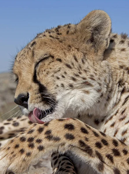 Africano Manchado Cheetah Predador Grande Gato — Fotografia de Stock