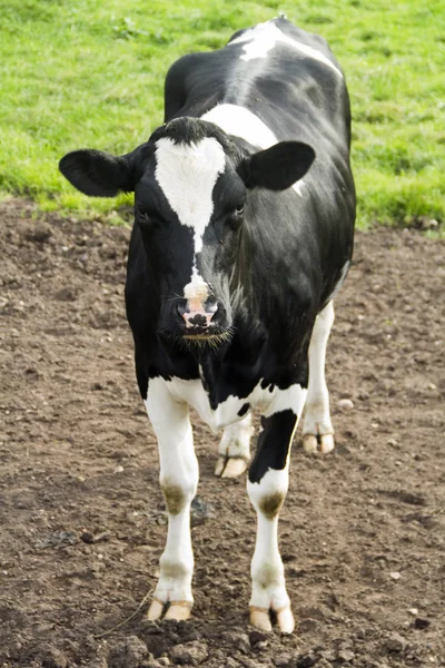 Βοοειδή Holstein Schleswig Holstein Γερμανία — Φωτογραφία Αρχείου