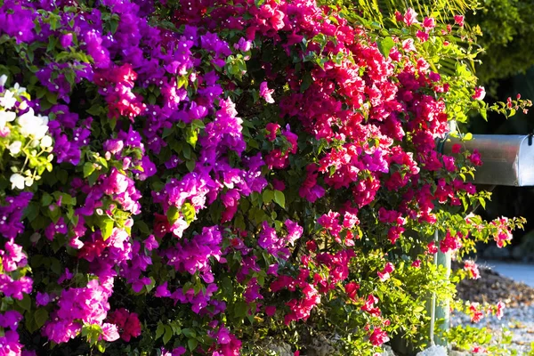 Close-up of flowers, Florida Keys, Florida, USA