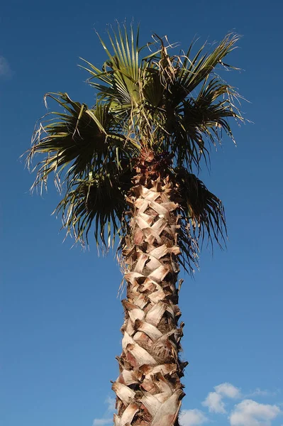 Palm Tree Fundo Espaço Cópia — Fotografia de Stock
