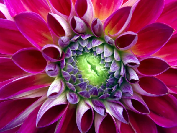 Närbild Vackra Blommande Dahlia — Stockfoto