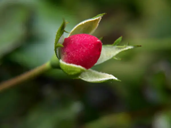 Płatki Kwiatów Róży Flora Botaniczna — Zdjęcie stockowe