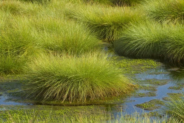 Impressões Outono Charneca — Fotografia de Stock