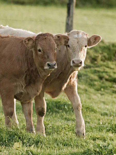 Close Two Young Calves — Stock Photo, Image