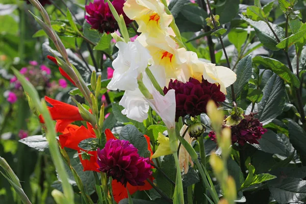 グラジオラスの花 — ストック写真