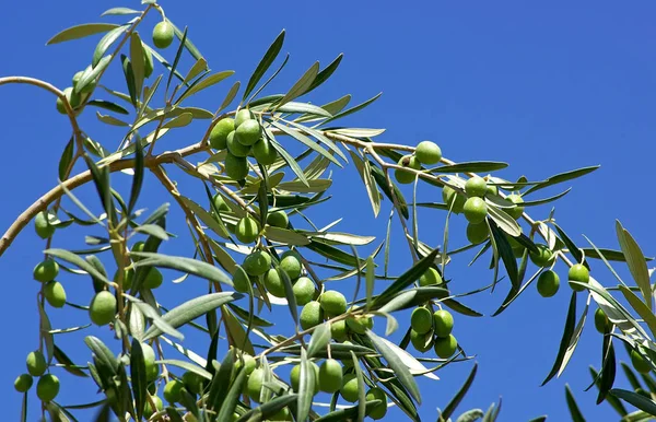 Zelené Olivy Větvi — Stock fotografie