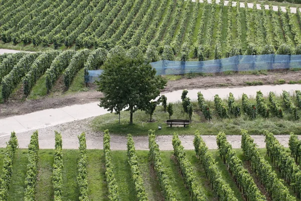 Vineyards agriculture grapevine plants