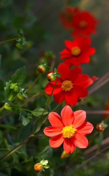 Zblízka Pohled Krásné Kvetoucí Dahlia — Stock fotografie