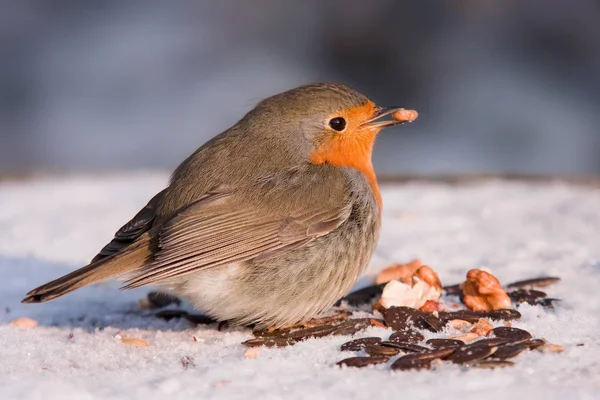 Doğadaki Güzel Robin Bird Manzarası — Stok fotoğraf