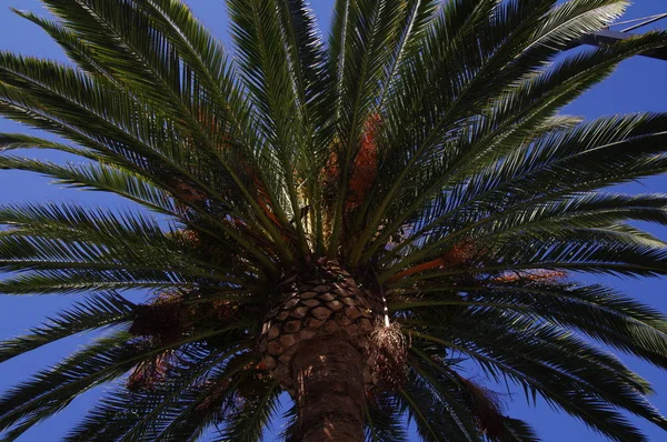 Fondo Palmera Espacio Copia —  Fotos de Stock