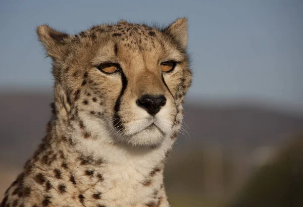Afrikansk Fläckig Gepard Rovdjur Stor Katt — Stockfoto