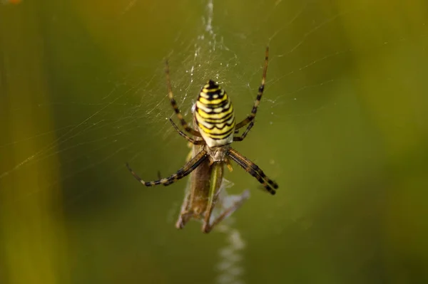 Guêpe Araignée Dans Toile Araignée Mange Principale Proie Sauterelle — Photo