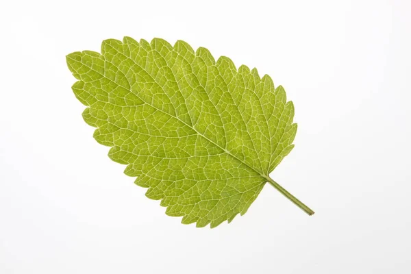 One Leaf Lemon Balm Stock Image