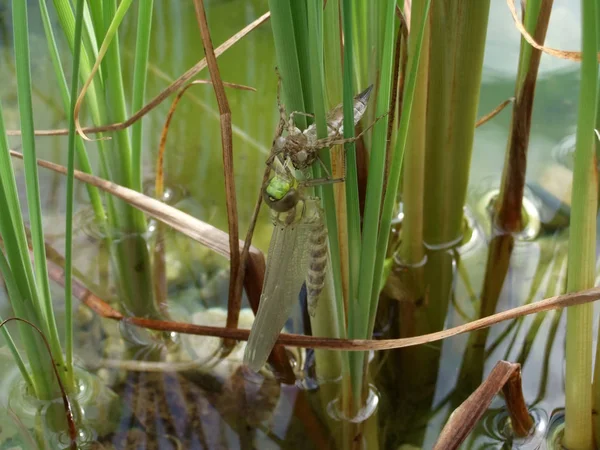 Natuurinsect Met Vleugels Natuurinsect — Stockfoto