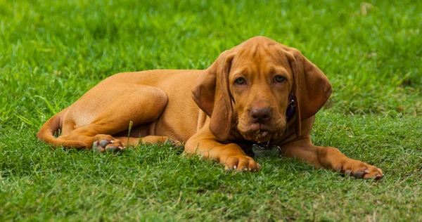 Kahverengi Bir Vizsla Köpeği Dışarıda Oynadıktan Sonra Çimlerde Dinleniyor — Stok fotoğraf