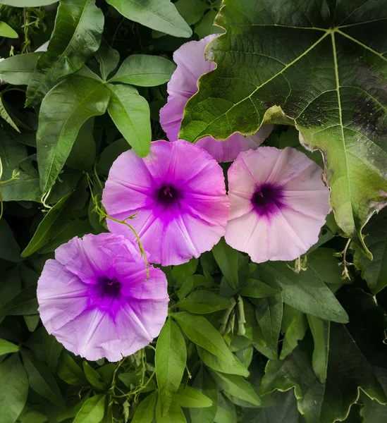 庭の壁に美しい紫色の野生の花 — ストック写真