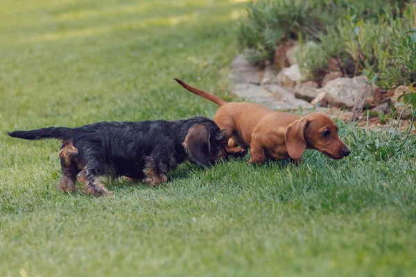 Linda Hembra Dachshund Enano Marrón Perro Reproductor Raza Pura Jugando —  Fotos de Stock