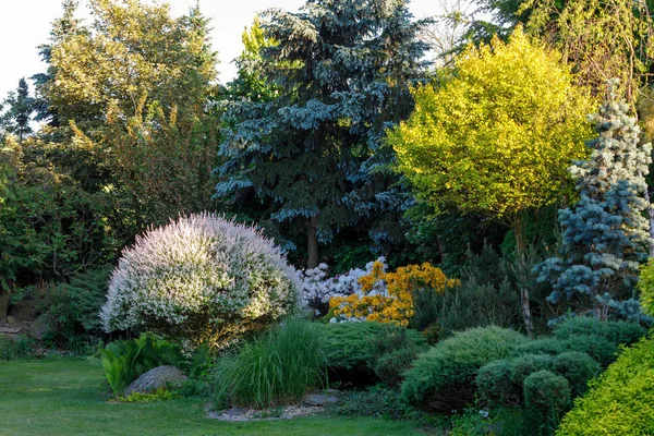 Schöner Frühlingsgarten Mit Dekorativen Nadelbäumen Immergrünes Gartenkonzept — Stockfoto