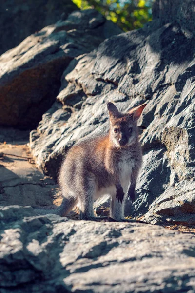 Roztomilé Dítě Klokana Druhu Red Krční Wallaby Skále — Stock fotografie