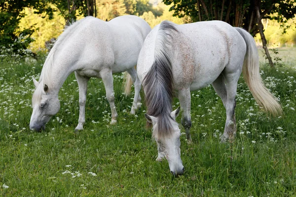 Belo Cavalo Branco Correndo Prado Pastagem Primavera Fazenda Cena Rural — Fotografia de Stock