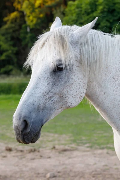 Bellissimo Cavallo Bianco Che Corre Nel Prato Pascolo Primaverile Fattoria — Foto Stock