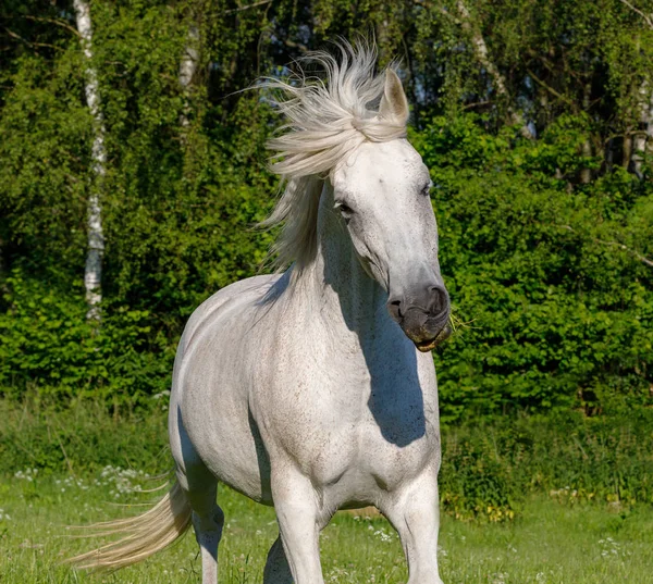 Mooi Wit Paard Rennend Voorjaarsweide Boerderij Landelijk Landschap — Stockfoto