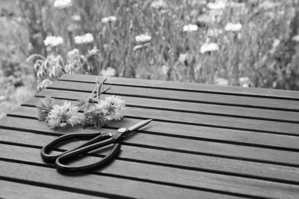 Virágos Olló Fekszik Mellett Vágott Kukoricavirág Egy Deszkás Asztal Egy — Stock Fotó