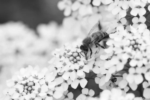 Bal Arısının Makrosu Küçük Beyaz Şeker Çiçeklerinden Polen Alır Tek — Stok fotoğraf