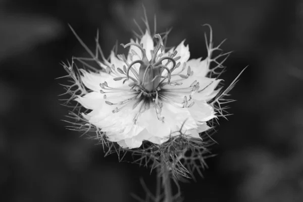 Macro of white love in a mist flower, surrounded by delicate fronds - monochrome processing