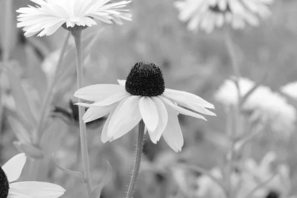 Rudbeckia Lekvár Virág Virágzik Többek Között Tűlevelűek Naptárak Monokróm Feldolgozás — Stock Fotó