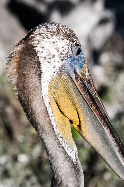 Ein Foto Eines Braunen Pelikans Morgen Pismo Beach Kalifornien — Stockfoto