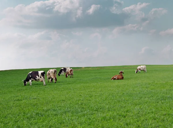 Vacas Pastando Pasto Verano Después Lluvia —  Fotos de Stock