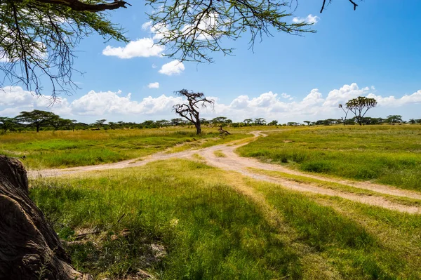 View Trails Savannah Samburu Park Central Kenya — Stock Photo, Image