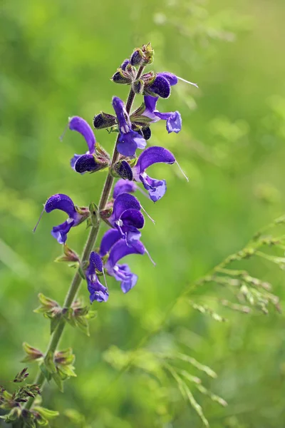 Krásný Botanický Záběr Přírodní Tapety — Stock fotografie