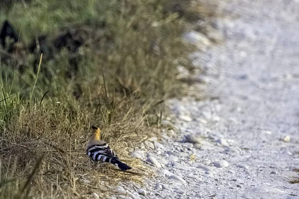 Hoopoe Eurasiático Épocas Upupa Parque Nacional Jim Corbett Índia — Fotografia de Stock