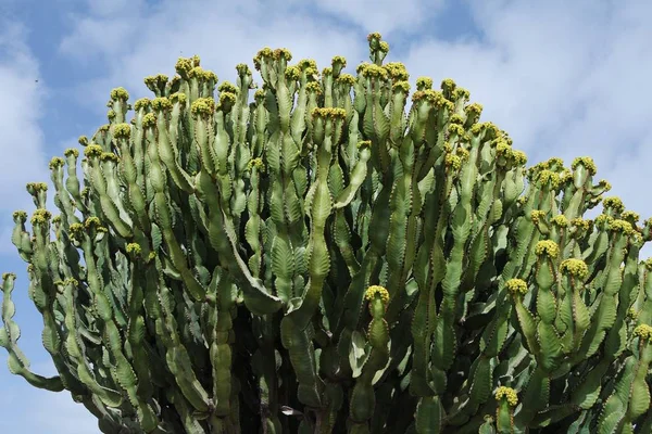 Piante Tropicali Cactus Cactus — Foto Stock