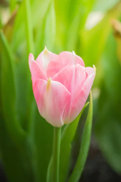 Krásná Kytice Tulipánů Barevné Tulipány Příroda Pozadí — Stock fotografie