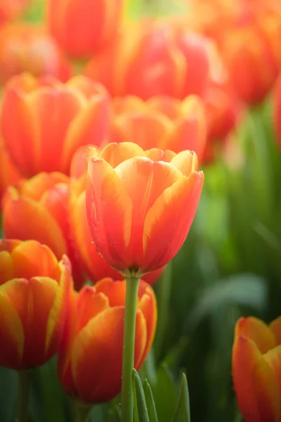 Çiçek Açan Laleler Bahar Çiçekleri — Stok fotoğraf