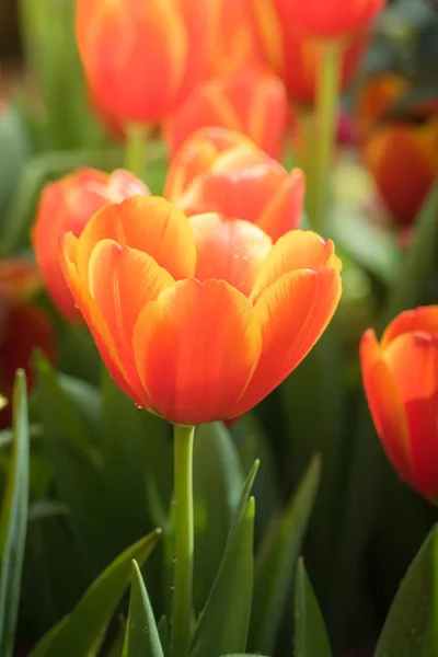 Piękne Kwiaty Tulipanów Flora Wiosną — Zdjęcie stockowe