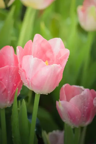 春のチューリップの花 — ストック写真