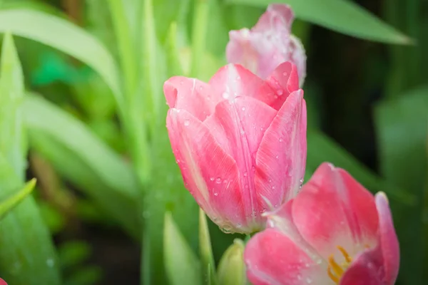 Красивые Тюльпаны Лепестки Цветов Флора — стоковое фото