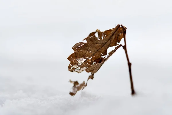 Primo Piano Una Pianta Sulla Neve Inverno Baviera Germania — Foto Stock