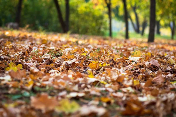 Feuilles Érable Jaune Sèches Sur Sol Mise Point Sélective Jour — Photo