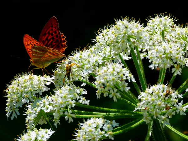 Vue Rapprochée Beau Papillon Coloré — Photo