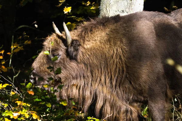 Divoká Zvěř Krásná Příroda — Stock fotografie