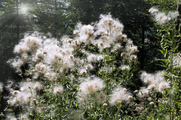 Zahlreiche Kriechdisteln Cirsium Arvense Mit Federndem Pappus Sonnenlicht — Stockfoto