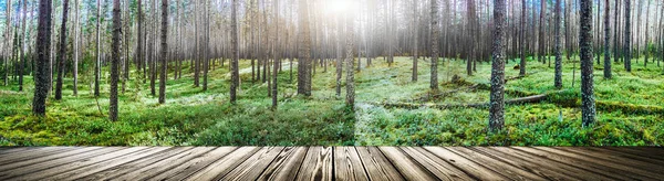 Schöner Wilder Wald Sommer Landschaft Klares Panorama — Stockfoto